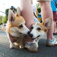 ФОТО: В центре Риги состоялась прогулка корги