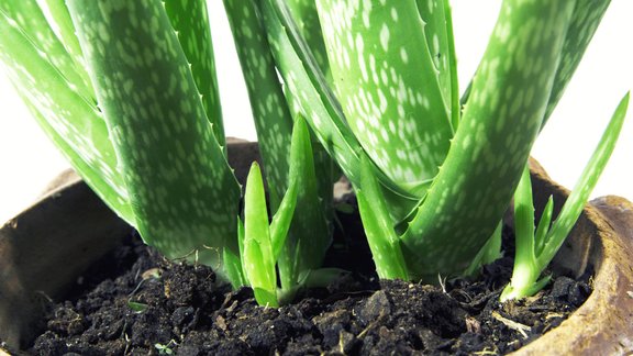 alveja aloe vera augsne telpaugs