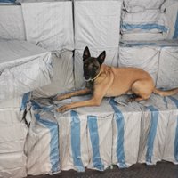 ФОТО: Служебная собака нашла в Рижском порту девять миллионов контрабандных сигарет