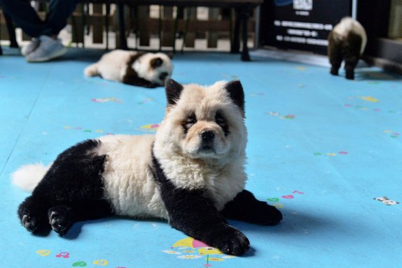 Zoodārzs Ķīnā nokrāsotus suņus uzdod par pandām