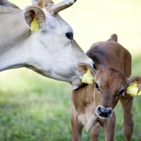 В расширение крупного молочного хозяйства в Даугавпилсском крае вложат 1,2 млн евро