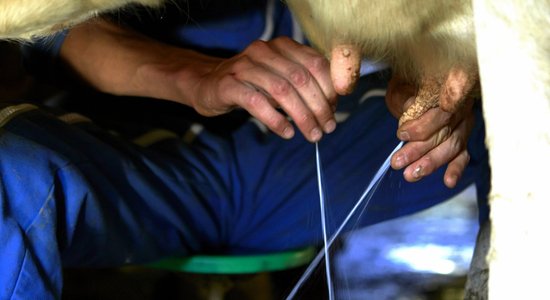 Bioloģiskajā pienā un gaļā ir pat par 50% vairāk labo tauku nekā industriāli ražotajā