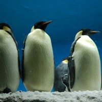 Zoologi noskaidrojuši, kāpēc pingvīni nelido