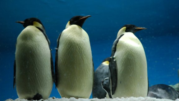 Penguins Pingvini