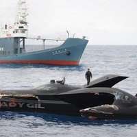 Vides aktīvisti piespiež Japānas vaļu medniekus apturēt medības