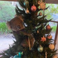 Pārsteigums! Privātmājas Ziemassvētku eglītē Austrālijā uzrāpusies koala