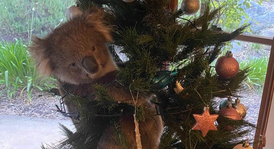 Pārsteigums! Privātmājas Ziemassvētku eglītē Austrālijā uzrāpusies koala