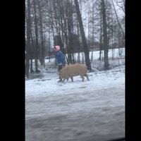 Video: Sieviete Rīgā izvedusi pastaigā brangu cūku