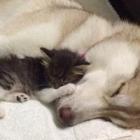 Aizkustinošs stāsts: haskijs izglābj kaķēnu no nāves un abi kļūst par draugiem