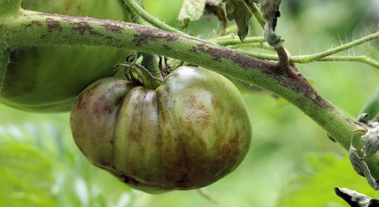 Klāt augusts un arī tomātu brūnā puve – iemesli un rīcības plāns