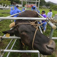 Переживших аварию на АЭС коров сделали подопытными животными
