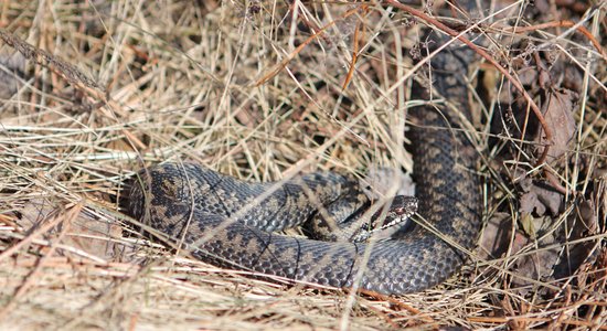 Slimnīcā nogādāts šogad otrais čūskas sakostais cilvēks