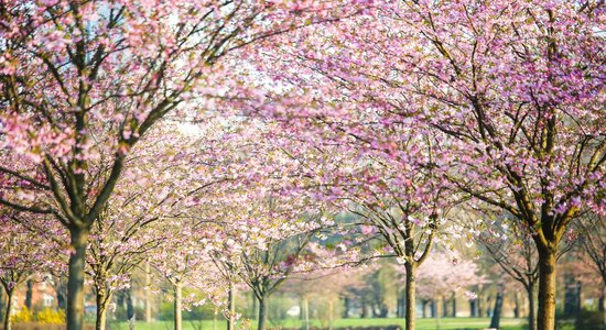 Pasakains skaistums: Uzvaras parkā sākušas ziedēt krāšņās sakuras