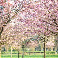 Pasakains skaistums: Uzvaras parkā sākušas ziedēt krāšņās sakuras