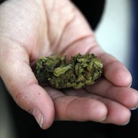 Rugāju novadā aiztur divus vīriešus un konfiscē 130 gramus marihuānas