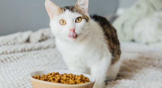 Lētāka, tātad slikta? Kas jāņem vērā, pērkot sauso barību