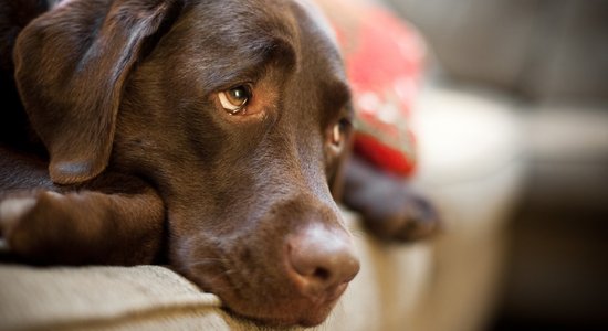 Veterinārārsts: 'saindētie' suņi patiesībā, iespējams, sirgst ar nervu slimību