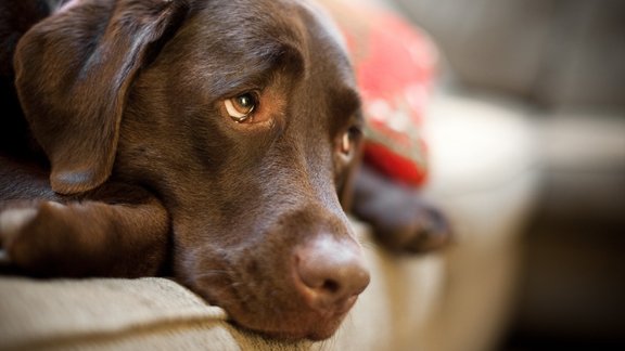 suns labradors skatiens ilgas skumjas