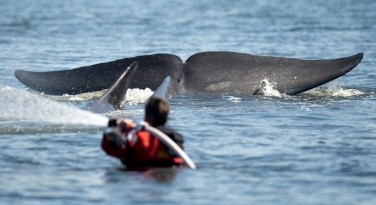 ФОТО. Кит запутался в рыболовных сетях в Балтийском море; к счастью, его удалось спасти