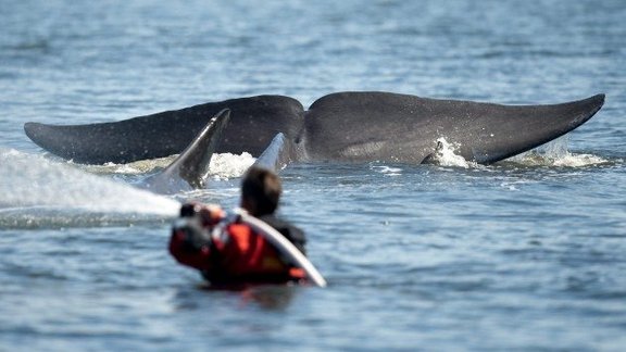 ФОТО. Кит запутался в рыболовных сетях в Балтийском море; к счастью, его удалось спасти