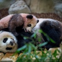 Sirsnīgi kadri: Pirmais Francijā dzimušais pandu lācēns mīļojas ar māmiņu