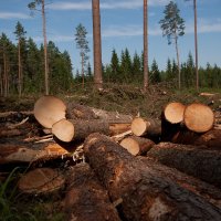Spēcīgais vējš brīvdienās Ziemeļkurzemes mežos izgāzis 2500 kubikmetru koksnes