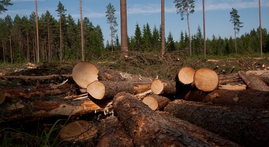 Siltais rudens ietekmē enerģētiskās koksnes cenu Latvijā