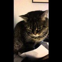 Interneta hits: Video ar kaķi un papīru