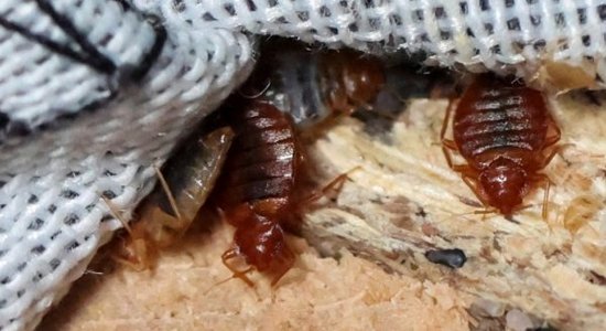 Нашествие клопов в Даугавпилсе: насекомые расплодились как минимум в 30 многоквартирных домах