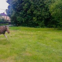 Policisti Rīgā uzmana alni; savvaļas dzīvnieku nogādās mežā