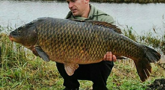 Foto: Īdeņas zivju dīķos noķerta 23 kilogramus smaga karpa