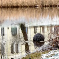 Pusdienas par 12 tūkstošiem eiro – Rīgas plāns bebru barošanai