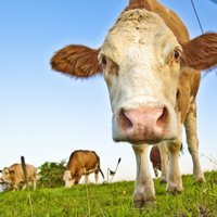 Asociācija: piena ražotāju situācija ir drausmīga; saimniecības nospiestas līdz pēdējam