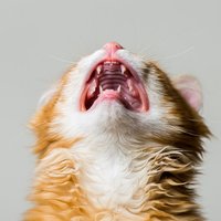 Vai kaķu īpašnieki biežāk pakļauti šizofrēnijai?