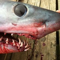 10 dīvainākie atradumi haizivju kuņģos