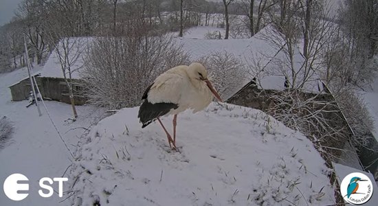 Tiešraides balto stārķu ligzdā apmeties stārķis