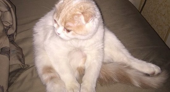 ФОТО: Лера Кудрявцева завела Instagram своему коту Фофе