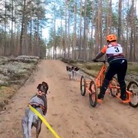 Timrots iepazīst baikdžoringu – velosipēds traucas suņa pavadā