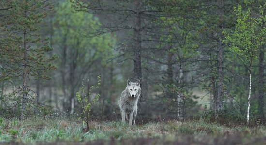 Autoritārais 'alfa vilks' ir novecojis mīts. Dominējošie vilki barā ir parasti tēvi