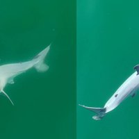 Pirmo reizi okeānā ierauga noslēpumaino baltās haizivs bērniņu