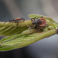 Pavasarī ērces ir tuvu zemei, un ziema tām nav kaitējusi. Ieteikumi sevis pasargāšanai