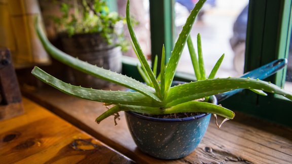 alveja aloje aloe vera