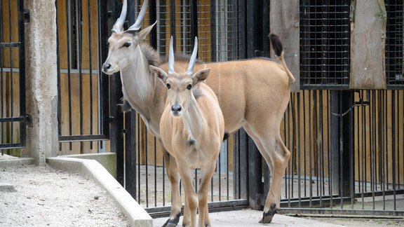 Rīgas Zoo Āfrikas savannas iemītnieki - 4