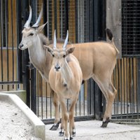 Rīgas Zoo ieradušies pirmie 'Āfrikas savannas' iemītnieki