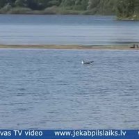 Video: Jēkabpilī Radžu ūdenskrātuvē mirst ūdensputni