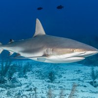 Опасное соседство: Самые кишащие акулами воды мира или Куда не стоит заплывать, даже если очень хочется