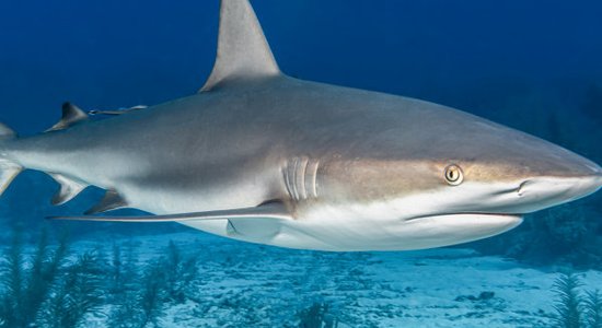 Опасное соседство: Самые кишащие акулами воды мира или Куда не стоит заплывать, даже если очень хочется