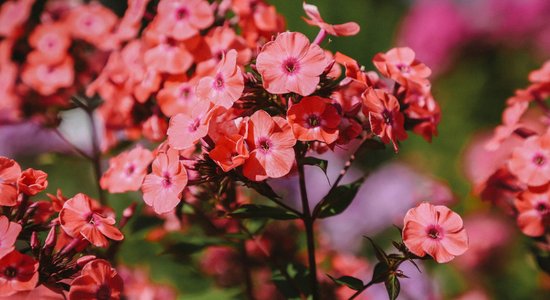 ФОТО. В Национальном ботаническом саду в Саласпилсе вовсю цветет коллекция флоксов