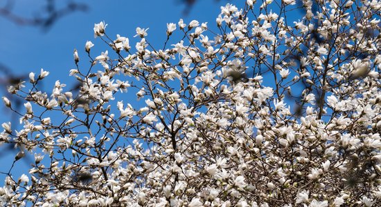 Botāniskajā dārzā kā pavasarīgs sprādziens zied magnolijas