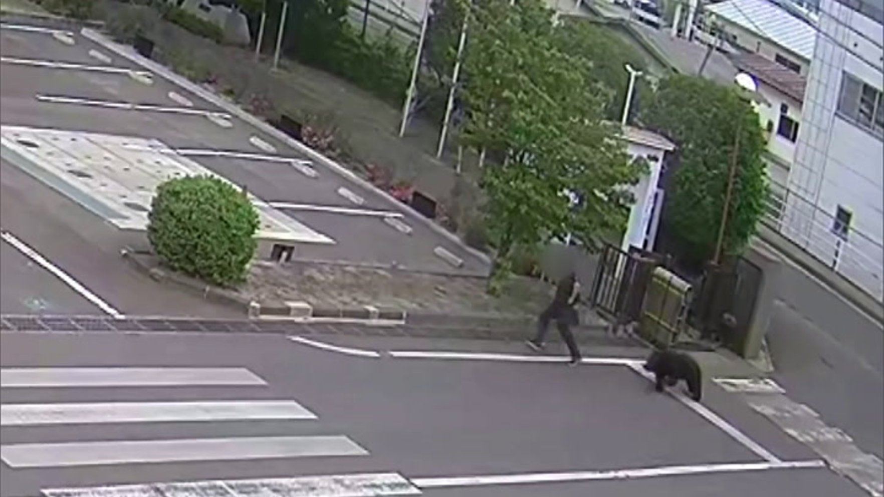 Video: Fukušimā lācis ievainojis četrus cilvēkus